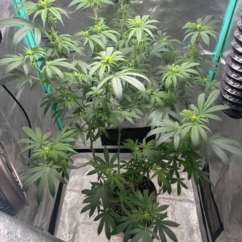 Batch 4 #4 growlog timeline photo