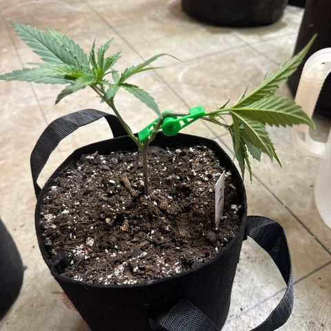 Batch 5 #2 growlog timeline photo