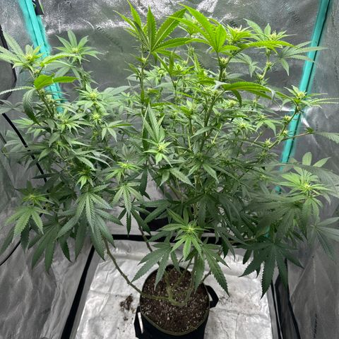 Batch 4 #4 growlog timeline photo