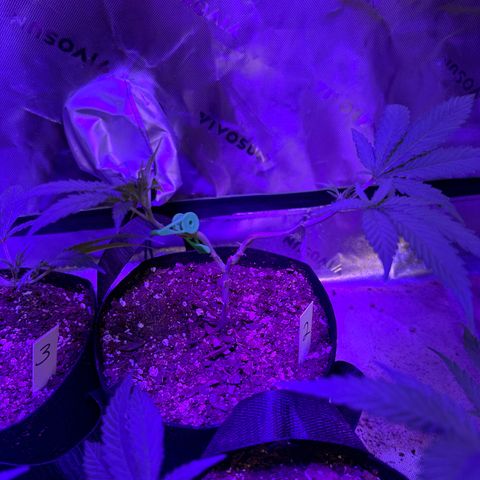 Batch 5 #2 growlog timeline photo