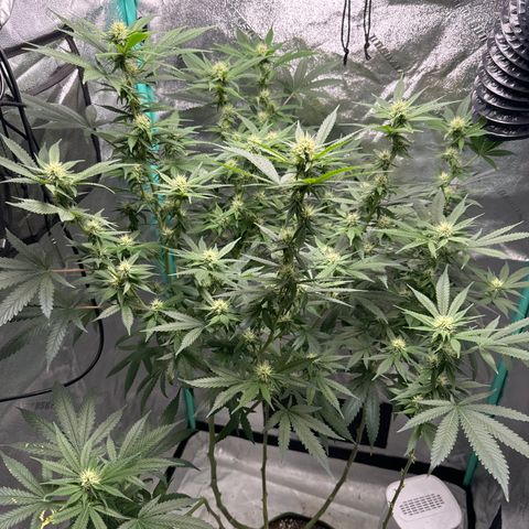 Batch 4 #4 growlog timeline photo