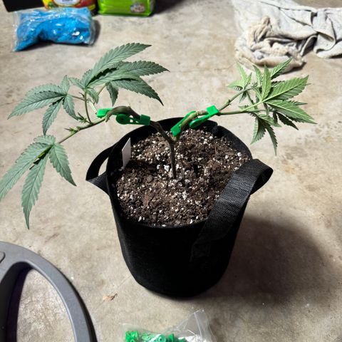 Batch 5 #2 growlog timeline photo