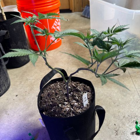 Batch 5 #2 growlog timeline photo