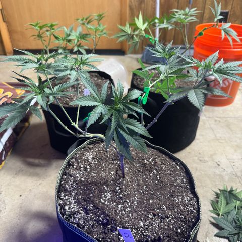 Batch 5 #2 growlog timeline photo