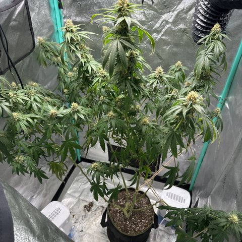 Batch 4 #4 growlog timeline photo