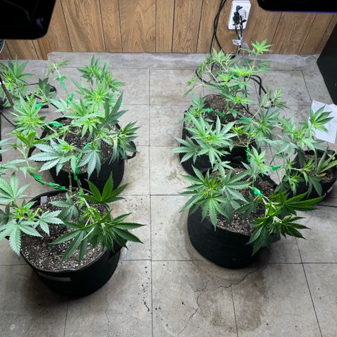 Batch 5 #2 growlog timeline photo