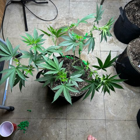Batch 5 #2 growlog timeline photo