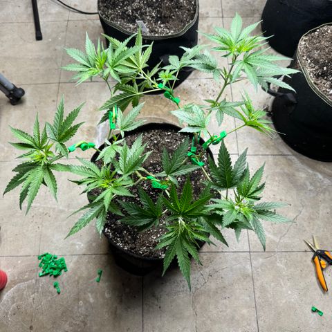 Batch 5 #2 growlog timeline photo