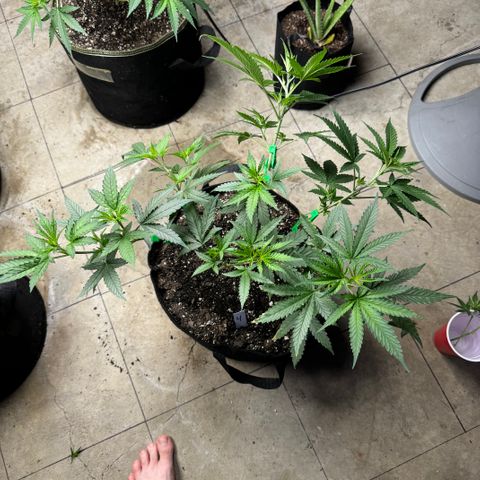 Batch 5 #2 growlog timeline photo