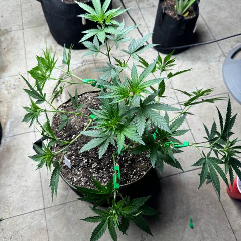 Batch 5 #2 growlog timeline photo
