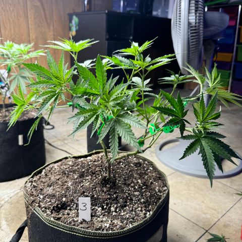 Batch 5 #2 growlog timeline photo