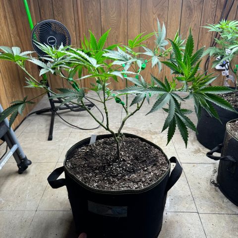 Batch 5 #2 growlog timeline photo