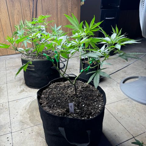 Batch 5 #2 growlog timeline photo