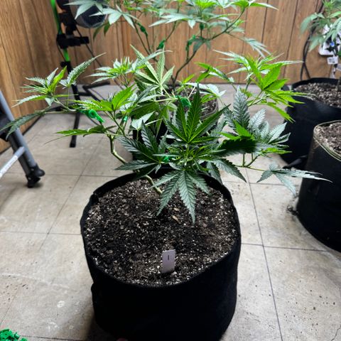 Batch 5 #2 growlog timeline photo