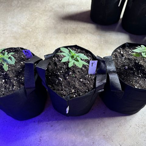 Bubble Gum Kush #1 growlog timeline photo