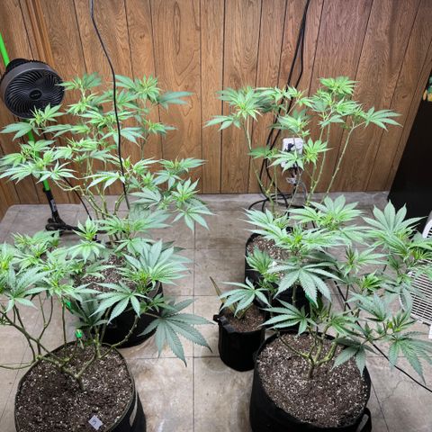 Batch 5 #2 growlog timeline photo