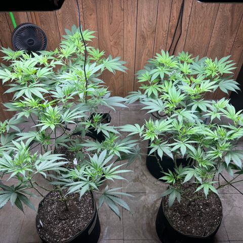 Batch 5 #2 growlog timeline photo
