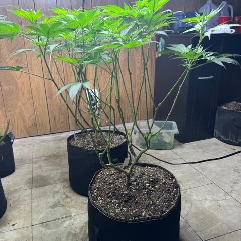 Batch 5 #2 growlog timeline photo