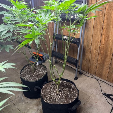 Batch 5 #2 growlog timeline photo