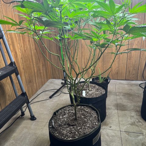 Batch 5 #2 growlog timeline photo