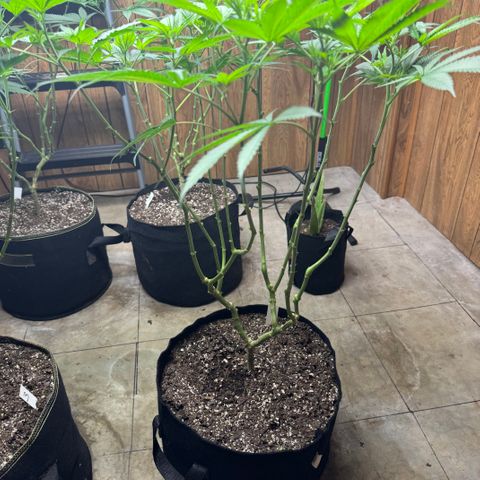 Batch 5 #2 growlog timeline photo