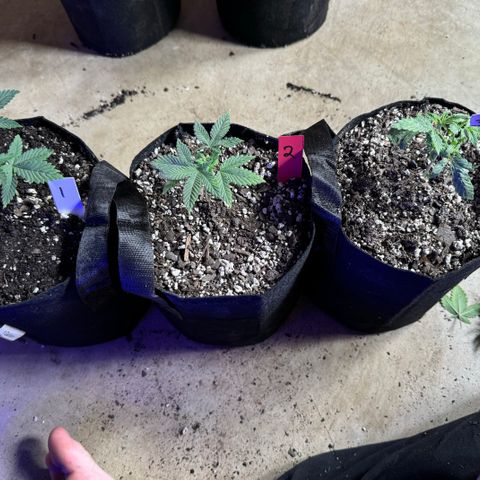 Bubble Gum Kush #1 growlog timeline photo