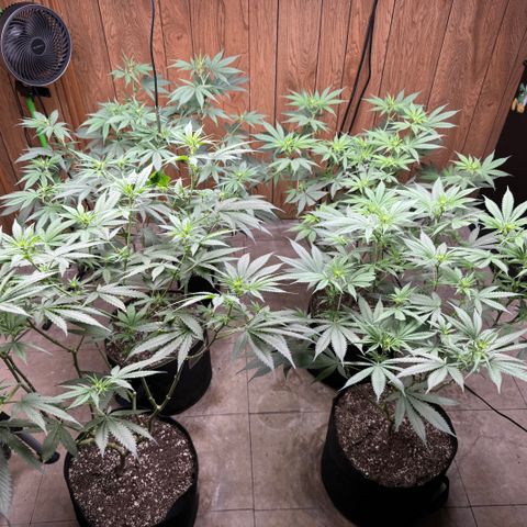 Batch 5 #2 growlog timeline photo