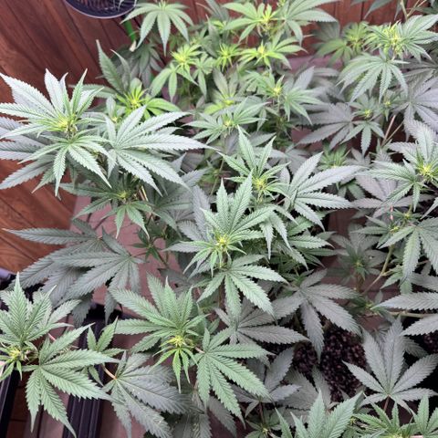 Batch 5 #2 growlog timeline photo
