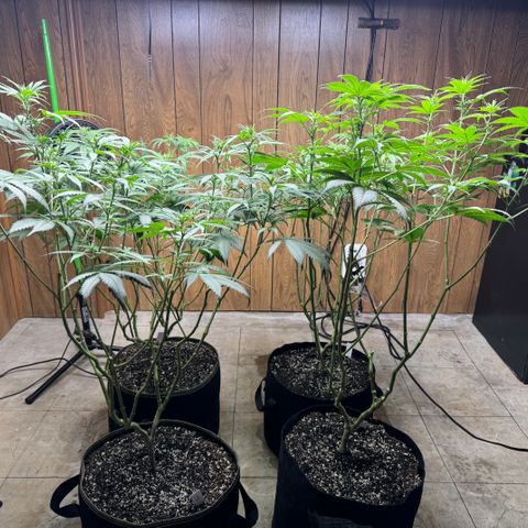 Batch 5 #2 growlog timeline photo