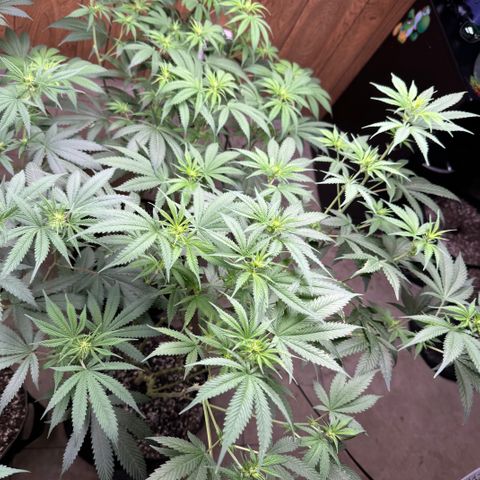 Batch 5 #2 growlog timeline photo