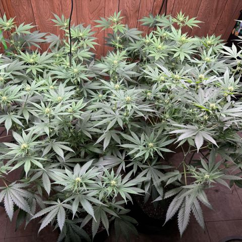 Batch 5 #2 growlog timeline photo