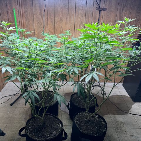 Batch 5 #2 growlog timeline photo
