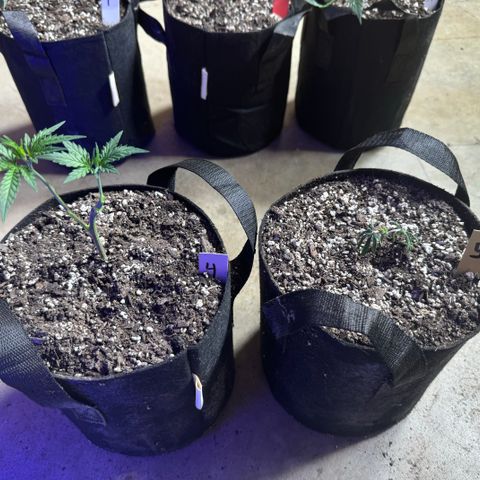 Gorilla Runtz growlog timeline photo
