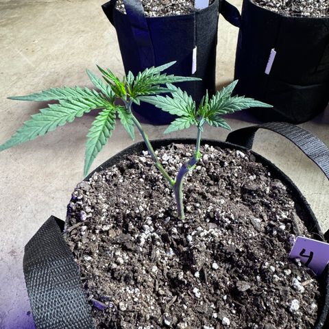 Gorilla Runtz growlog timeline photo