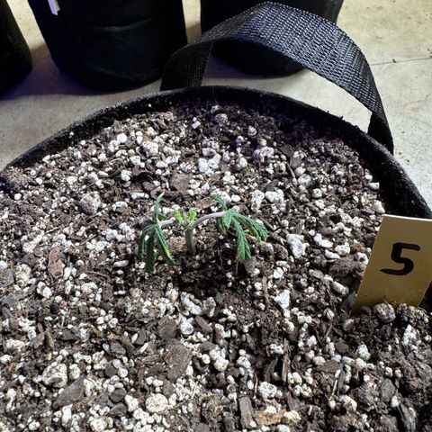 Gorilla Runtz growlog timeline photo