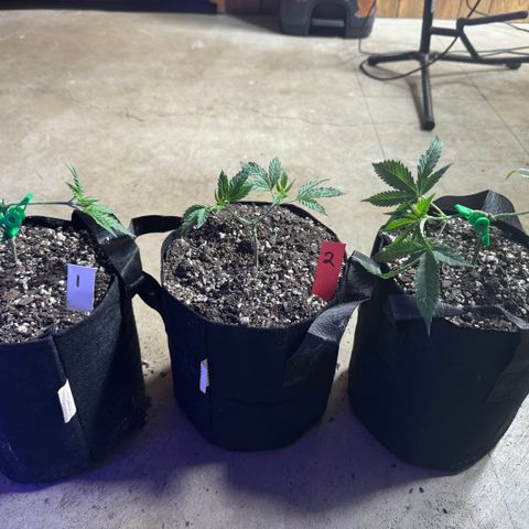Bubble Gum Kush #1 growlog timeline photo