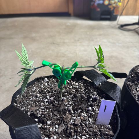 Bubble Gum Kush #1 growlog timeline photo
