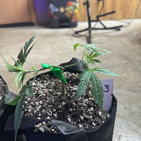 Bubble Gum Kush #1 growlog timeline photo
