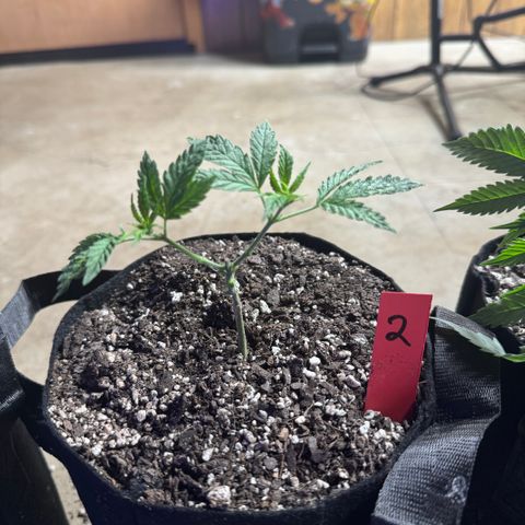 Bubble Gum Kush #1 growlog timeline photo