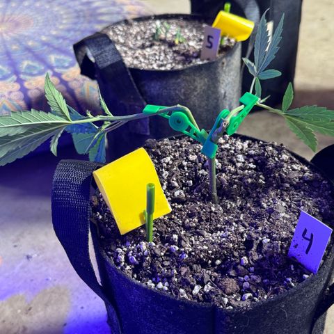 Gorilla Runtz growlog timeline photo