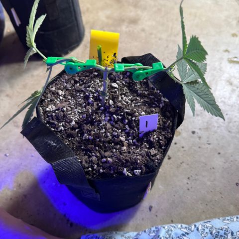 Bubble Gum Kush #1 growlog timeline photo