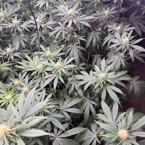 Batch 5 #2 growlog timeline photo