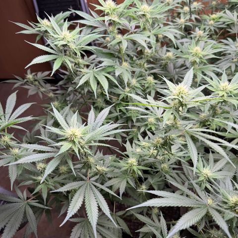 Batch 5 #2 growlog timeline photo