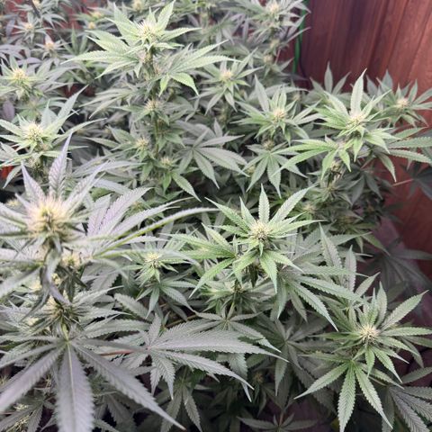 Batch 5 #2 growlog timeline photo