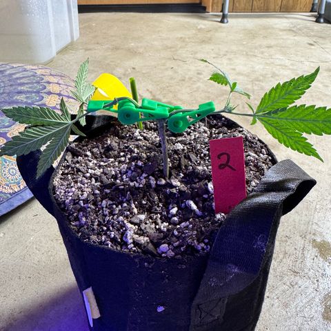 Bubble Gum Kush #1 growlog timeline photo