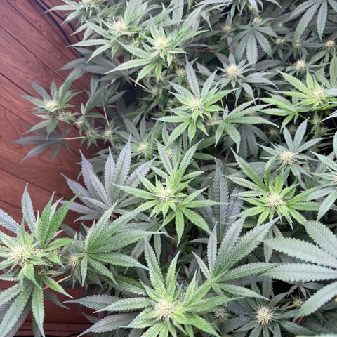 Batch 5 #2 growlog timeline photo