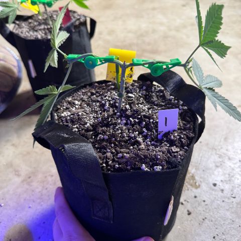 Bubble Gum Kush #1 growlog timeline photo