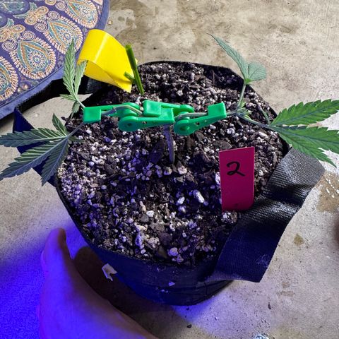 Bubble Gum Kush #1 growlog timeline photo