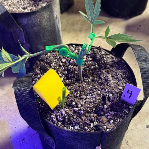 Gorilla Runtz growlog timeline photo