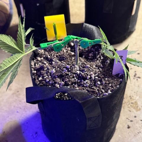 Bubble Gum Kush #1 growlog timeline photo